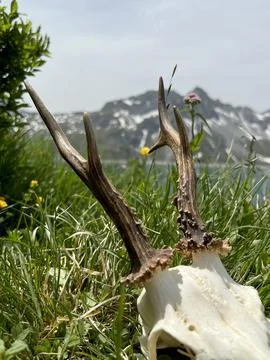 Panoramic view of the idyllic Rellstal valley (Montafon, Vorarlberg, Austria). Stock Photos