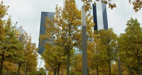 Panoramic View of Impressive Skyscrapers With Autumn Trees On New York Road Stock Footage 112340757