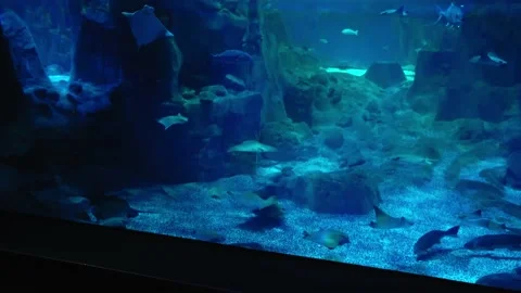 Panoramic view of Istanbul Aquarium, different water animal species swimming Stock Footage 201421190