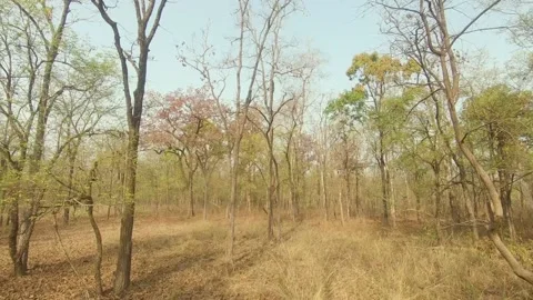 Panoramic view of the jungle Stock Footage 208846121