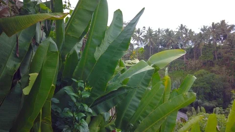 Panoramic view of jungle landscape, 4K Video stock 120982736