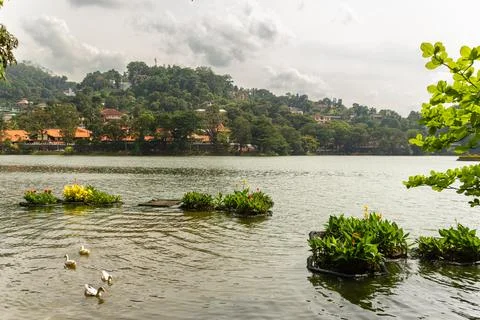 Panoramic View of Kandy Lake with Floating Flower Beds and Ducks Stock Photos