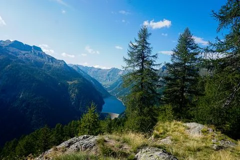 Panoramic view on Lago del Sambuco with larch trees Stock Photos