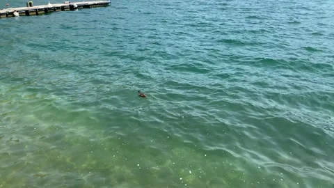 Panoramic view of Lago di Como shore. Duck in water. Cernobbio, Como Lake, Italy Stock Footage 162579216