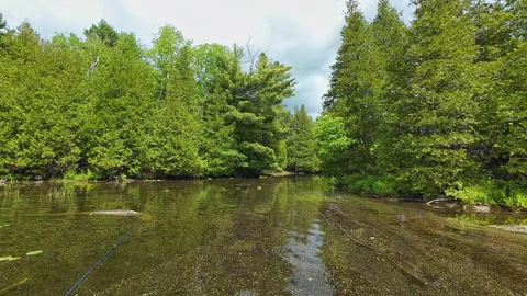Panoramic view of the lake calm water and pine trees during pollen season. .. Vidéo 291474005