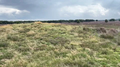 Panoramic view of landscape with grasses and heath at a cloudy day. Video stock 269030983