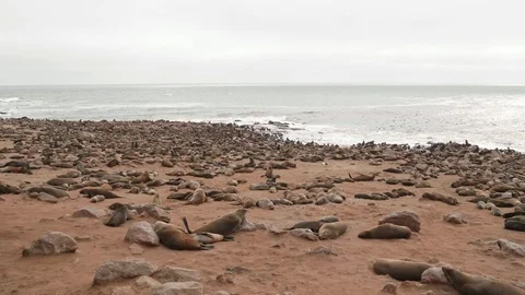 Panoramic view of large Cape fur seal colony Stock Footage 93752058