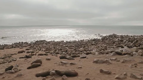 Panoramic view of large Cape fur seal colony Video stock 93752084