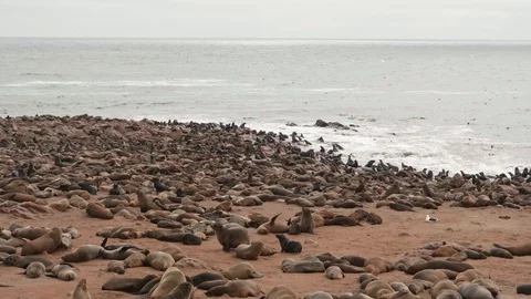 Panoramic view of large Cape fur seal colony Video stock 93752107