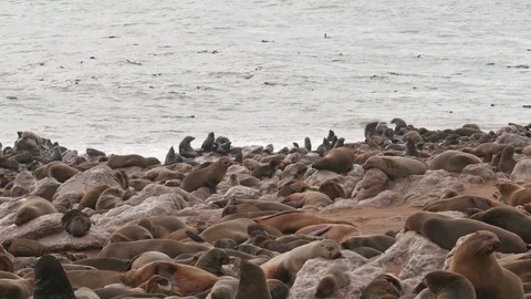 Panoramic view of large Cape fur seal colony medium shot Video stock 93752370