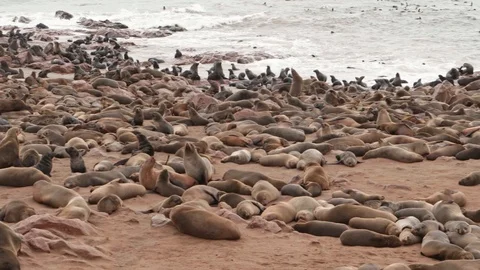 Panoramic view of large Cape fur seal colony medium shot Stock Footage