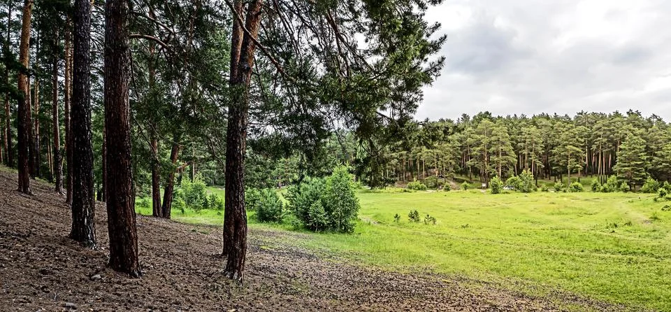 Panoramic view of a large forest clearing Stock Photos