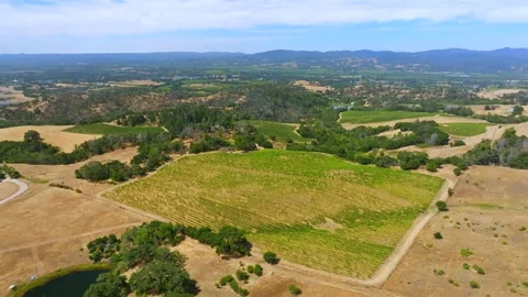 Panoramic view of large green fields of grapes in Sonoma Vineyard, California Stock Footage 250063277