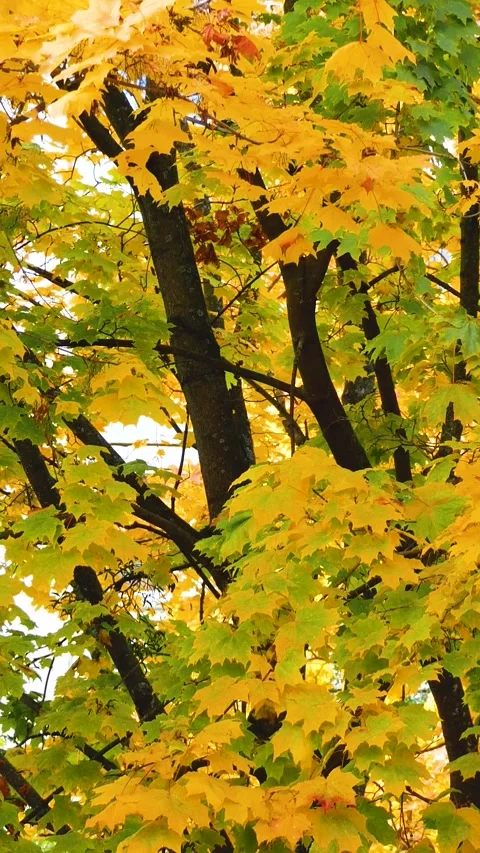Panoramic View of a Large Tree with Yellow and Red Autumn Leaves in a Sunny Park Video stock 346804232