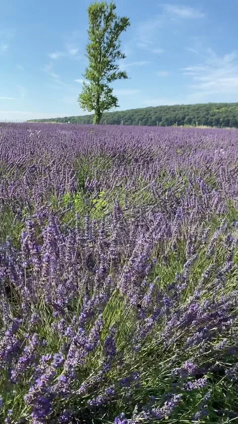 Panoramic view of lavender field Stock Footage 202218562