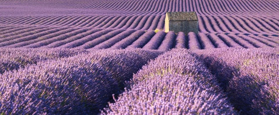 Panoramic view of lavender fields in Valensole in Summer. Provence, France Stock Photos