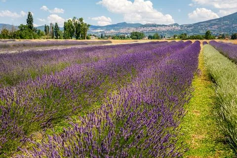 Panoramic view of lavender's fields 스톡 사진