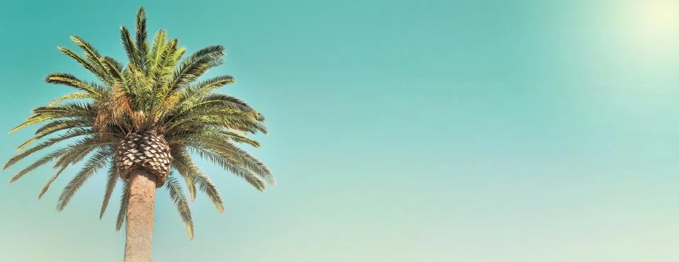 Panoramic view on leaf of a palm tree in the sky Stock Photos