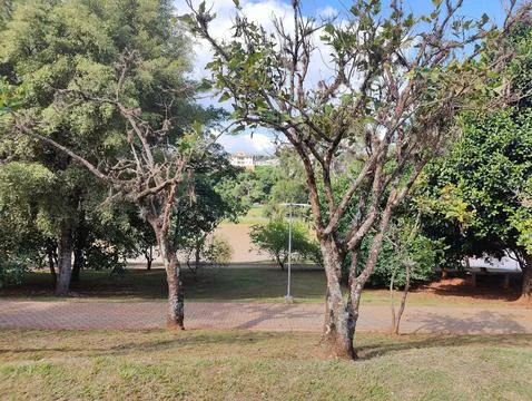 Panoramic view of leafless trees Stock Photos