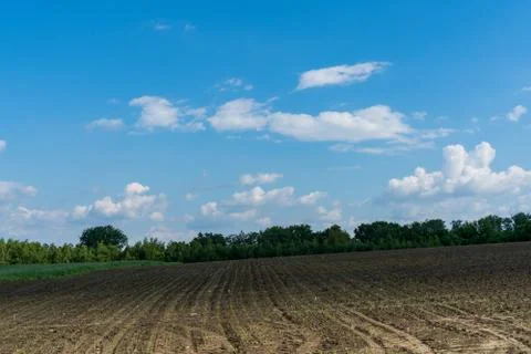 Panoramic view of lines of young corn shoots on big field Stock Photos