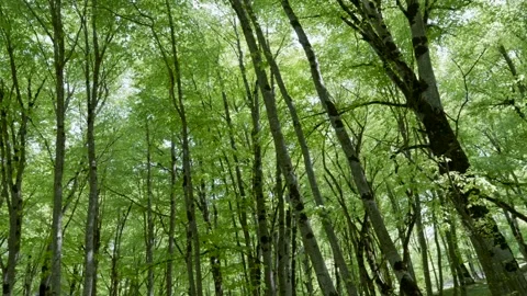 Panoramic view of lush green forest trees on a sunny day Stock-Footage 275555962