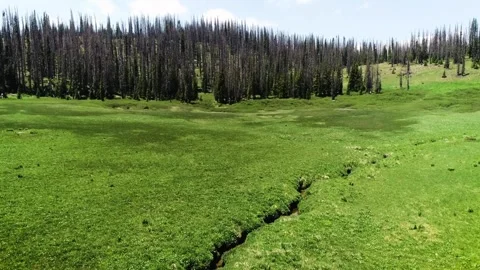 Panoramic View of Lush Green Meadow with Small Stream and Burned Forest Stock Footage 311728133