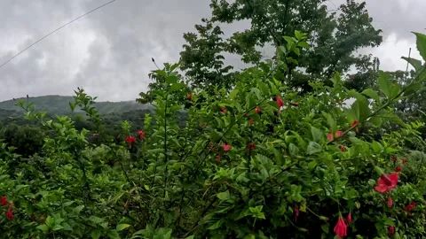 A panoramic view of lush green mountains veiled in mist on an overcast day Video stock 332353358