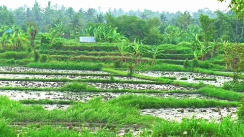 Panoramic View of Lush Green Rice Paddy Fields in the Balinese Countryside  Stock Footage 330264562