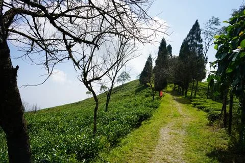 Panoramic View of Lush Green Tea Plantations and Himalayan Hillside Town at Stock Photos