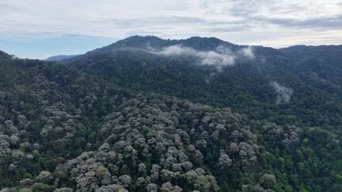 Panoramic view of lush mountains with thick forest canopy 库存影片 346252967