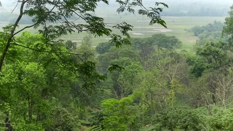 Panoramic view of lush tea plantation surrounded by dense forest Stock Footage 337927169