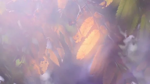 Panoramic view of magic autumn scene with sun shining through ashberry leaves 스톡 동영상 53452761
