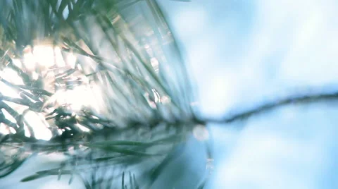 Panoramic view of magical forest scene with play of sun through pine branch. Vídeos de archivo 54073181