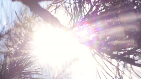 Panoramic view of magical forest scene with play of sunbeams through pine branch Vídeos de archivo 54074316