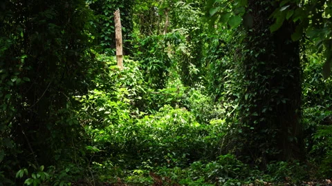 Panoramic view of majestic tropical rainforest. 스톡 동영상 341877400