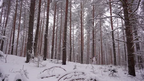 Panoramic view. A man hunter with a husky dog walking through the forest Stock Footage 151991979
