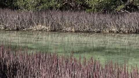 Panoramic View of the Mangrove Channel and Forest in Ras Muhammad National Park Video stock 341838578