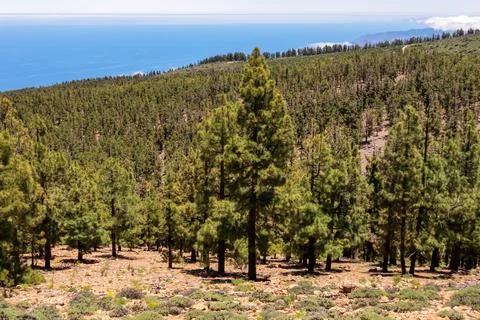 Panoramic view on massive Canarian pine tree forest seen from Riscos de la .. Stock Photos