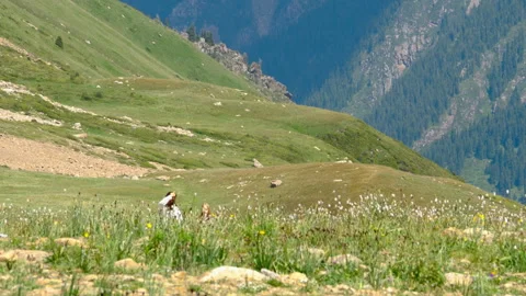 Panoramic view of the meadow and mountains Stock Footage 299116800