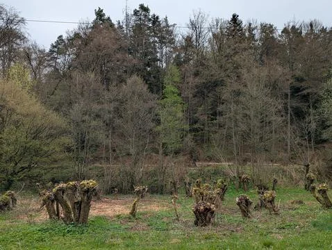 Panoramic View of a Meadow with Mossy Tree Stumps and Spring Forest Backgroun Photos