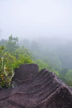 Panoramic view with mist in the forest Stock Photos