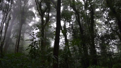 Panoramic View In Misty Cloud Forest Jungle [Slow Motion] Stock Footage 88961091