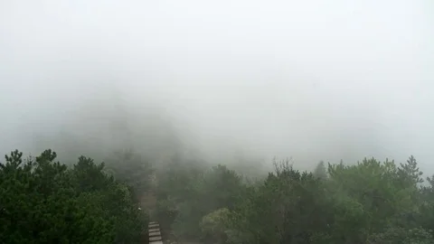 Panoramic view of misty forest. far horizon Stock Footage 80617914