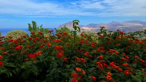 Panoramic view of monte cofano from garden of flowers slow motion Stock Footage 278964455