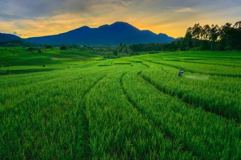 Panoramic view of the morning in the rice fields with farmers spraying pests 写真素材