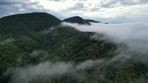 Panoramic view of the morning thick wavy fog hanging over the forest. Video stock 291933847