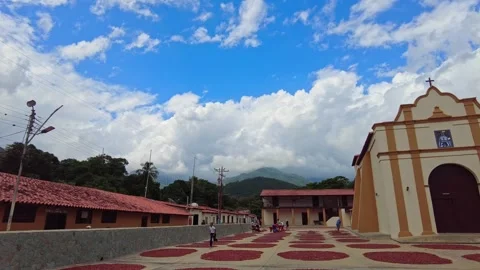 Panoramic view of mounds of cocoa beans drying in the sun in Chuao with the Stock Footage 332058875