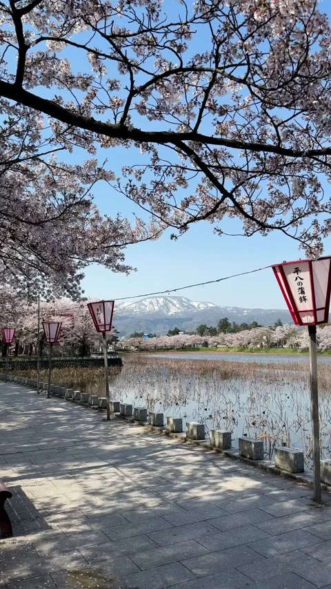 Panoramic view of Mount Myoko and cherry blossoms Stock Footage 277954394