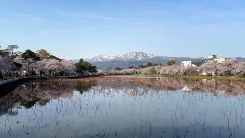 Panoramic view of Mount Myoko and cherry blossoms Stock Footage 277966137