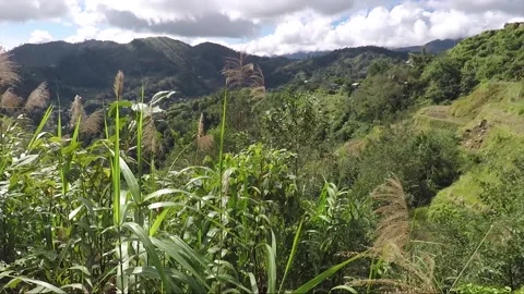 Panoramic View From Mountain, Forest, Valley, Rice Terraces, Banaue, Philippines Stock Footage 234996844